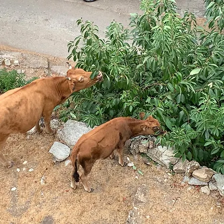 Maison Independante Haute-corse Et Montagne *